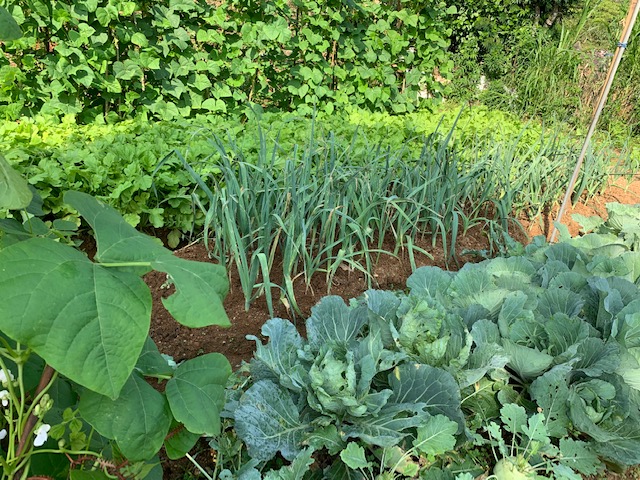 organic_farming